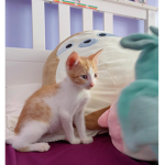Cookie kitty group