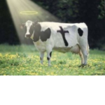 Followers of Moobus