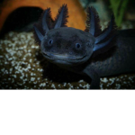 Axolotls Online