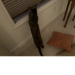 TINYCAT