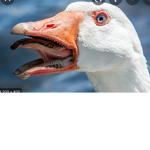 Gooseyyy