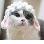 Ms. Cats