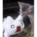 the sanrio land