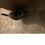 Lol my cat