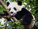 Pandas?