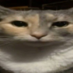 Cat png fanclub