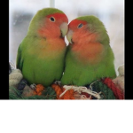 BUDGIES AND MORE