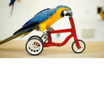 Flying Squad