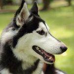 Husky Fashion