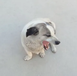 soussage dog devs