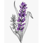 ~The lavenders~