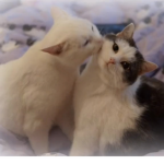 Cat maids:)))