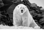 whitebears