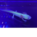 The Axolotl Friends Group!!!!!!!!!!
