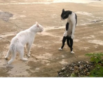 souls lol