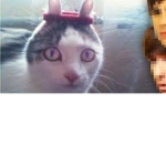 The Cat Legion