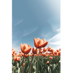 Aesthetic Tulip