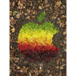 Apple Store[AAS]