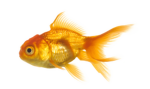 big fish productions