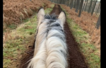 Wild Meadow Riding Academy