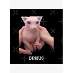 Bingus pepes