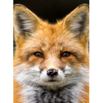 Cute fox love
