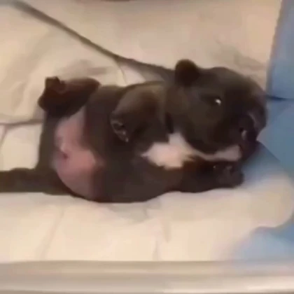 pibble