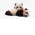 I love animals group!