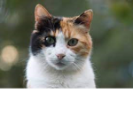 The calico fan club