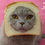 BreadCat fan group