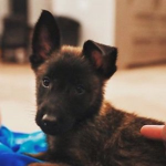 apollothek9