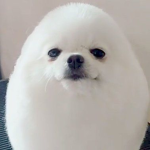Eggdog Fan Group