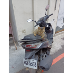Cute cat ;]