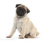 Barrett’s pugs