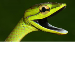 #Snakenation