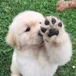 Pawssssssssssssss
