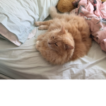 Cats is the best