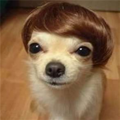Justin Bieber Dog Roblox decal