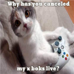 Super Kitty Cat Fanz