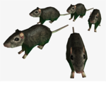 RaTzZz sQuAd