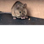 COPENHAGEN MOUSE CHALLENGE