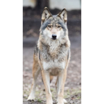 galaxy wolf club aka SAVE THE WOLFS
