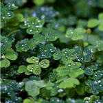 ~Aesthetic Clovers~