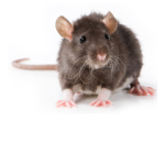 The rats unite