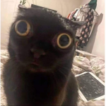 Abbylovecat1414564