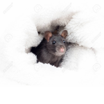 ''RAT''