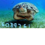 get claped sqaud