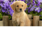 dog..