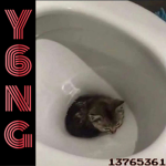 y6ng