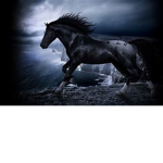 |~|black stallions stables|~|